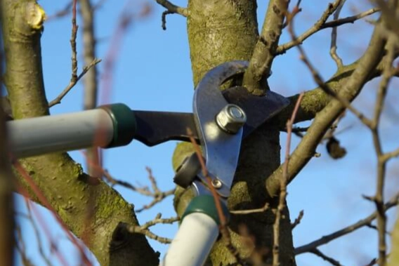 樹木修剪最佳時間 樹木修剪最佳時間
