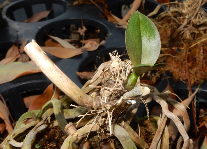 蝴蝶蘭側芽分株方法