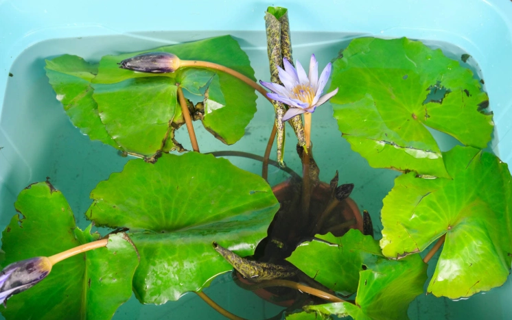 睡蓮繁殖方法