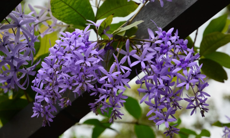 許願藤好种吗 許願藤好种吗