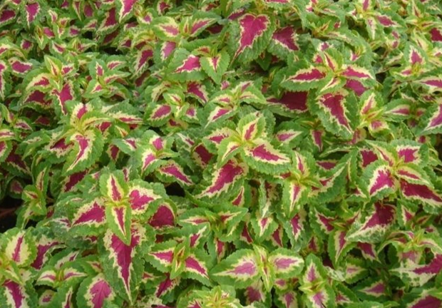 彩葉草顏色恢復