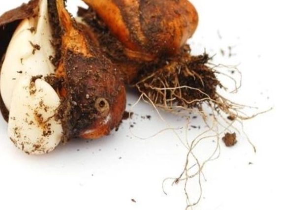 鬱金香發芽技巧