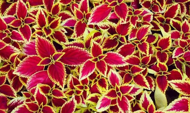 彩葉草養護技巧