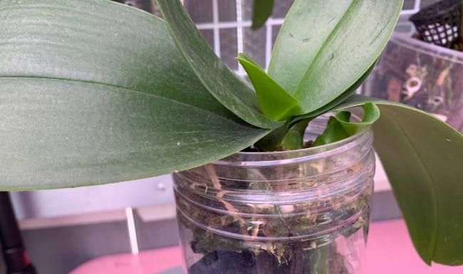 蝴蝶蘭側芽分株方法