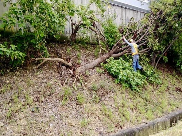 園藝修剪方法 園藝修剪方法