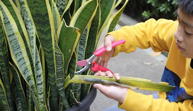 觀葉植物修剪工具 觀葉植物修剪工具