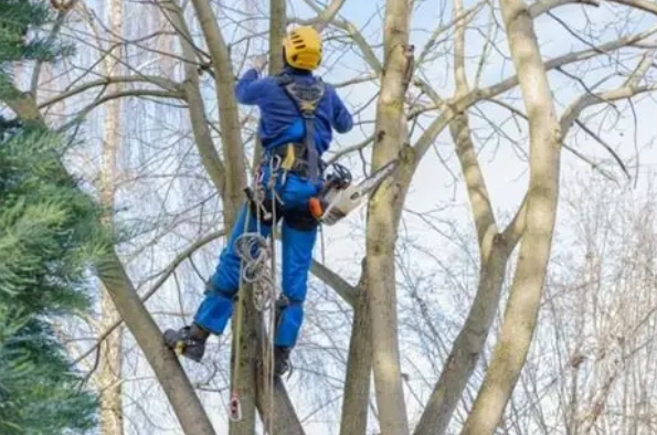 樹木修剪最佳時間 樹木修剪最佳時間