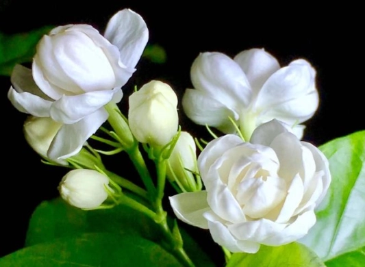 茉莉花可以曬太陽嗎？