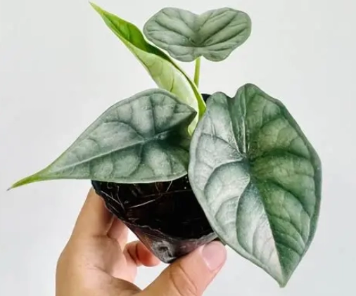 黑龍觀音蓮照顧