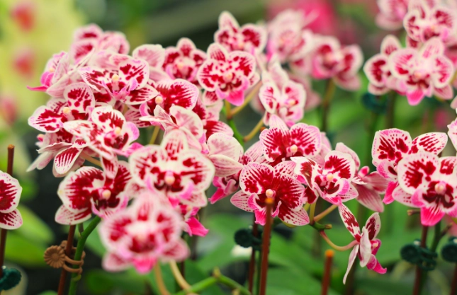 開花蘭花澆水方法