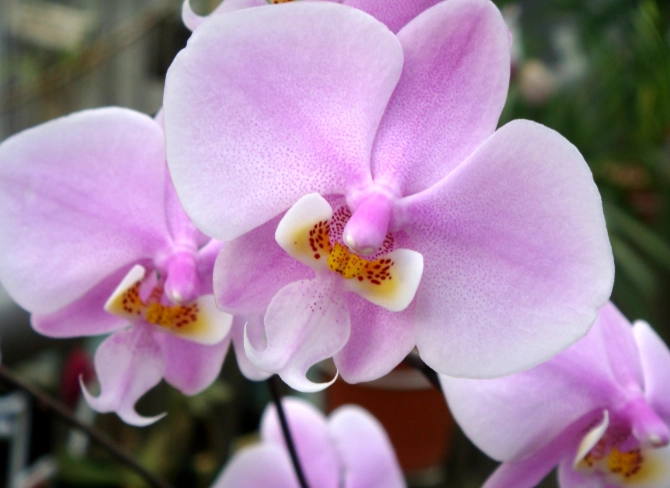 蘭花上板教學 蘭花上板教學