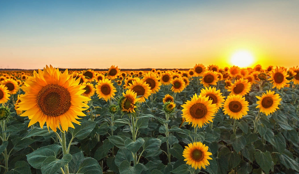 向日葵綠肥種植