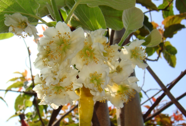 奇異果營養價值