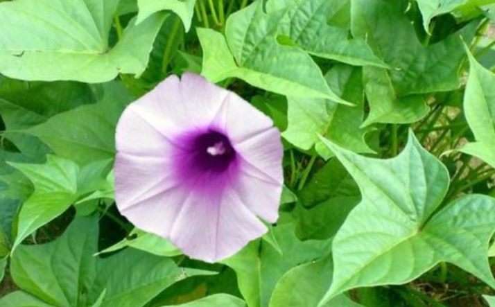 地瓜葉會開花嗎