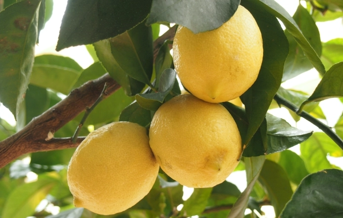 檸檬樹不開花怎麼辦