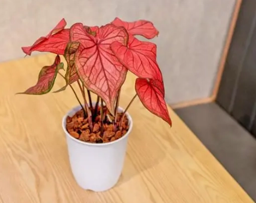 沙漠落日彩葉芋