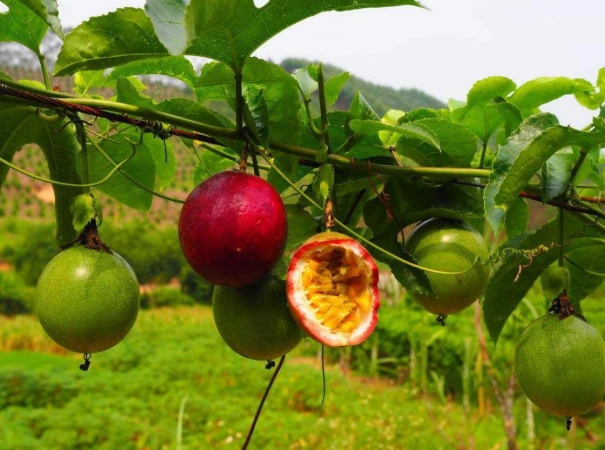百香果一年結幾次果