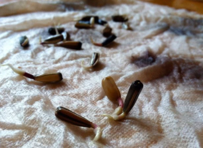 向日葵種子泡水