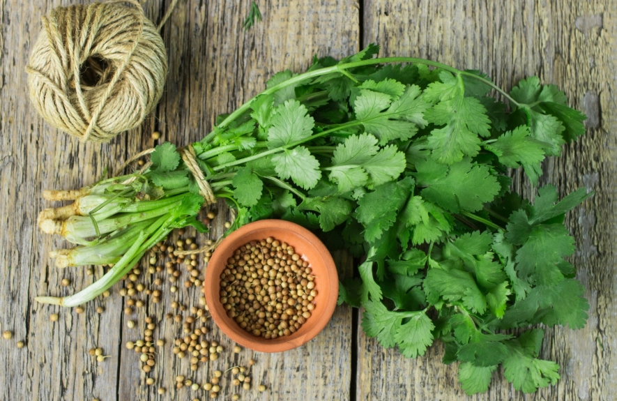 種香菜用什麼土