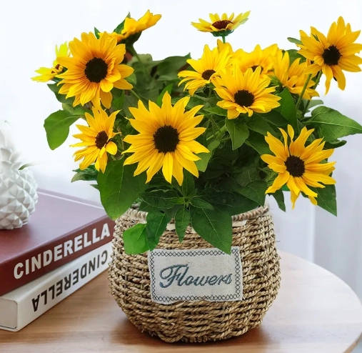 向日葵種植盆栽