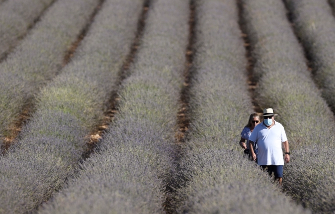 西班牙薰衣草乾枯