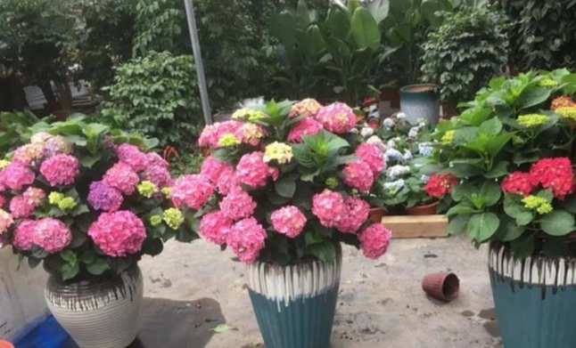 繡球花何時施肥