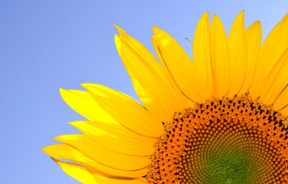 向日葵種子不發芽