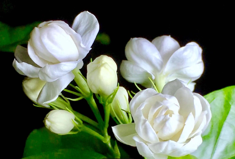 茉莉花有毒嗎？