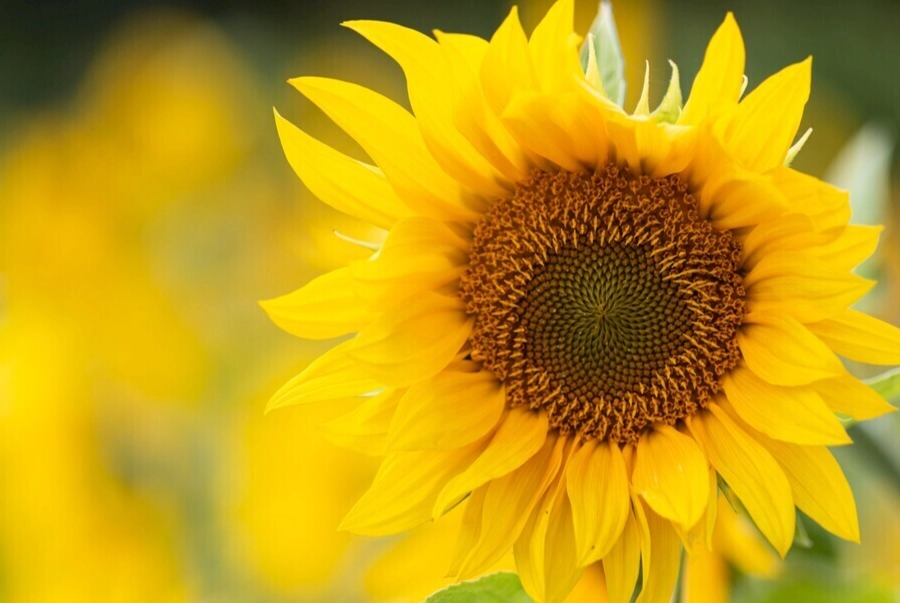 向日葵種植心得