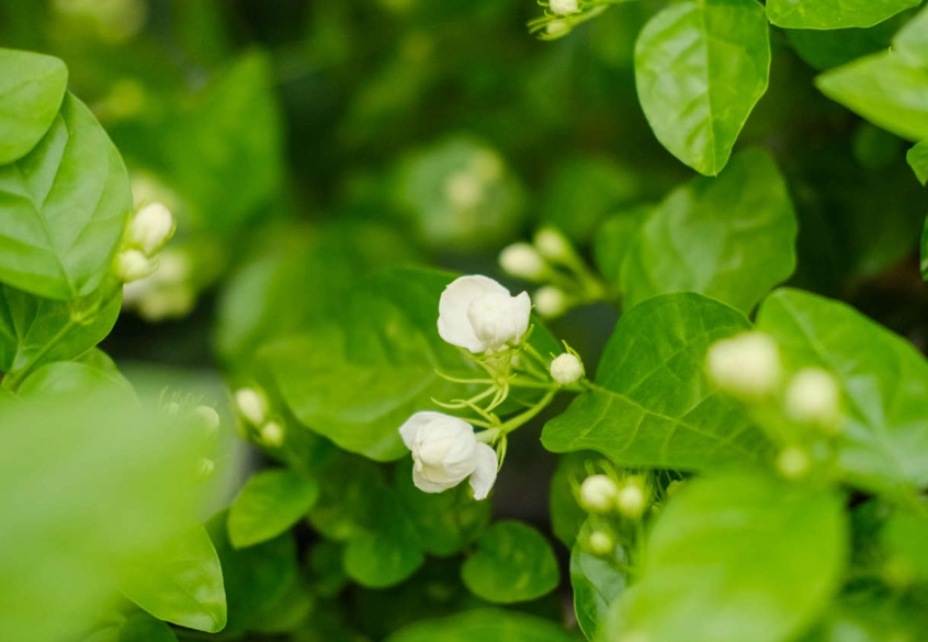 香水茉莉花種植