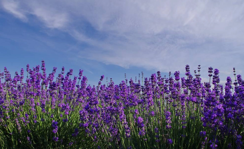 薰衣草可以種在室內嗎