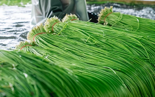 水蓮為什麼要泡水？