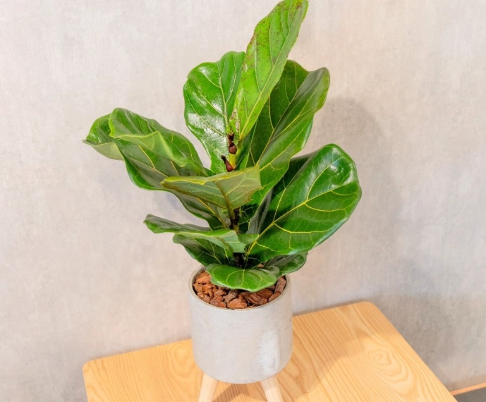 小葉琴葉榕修剪