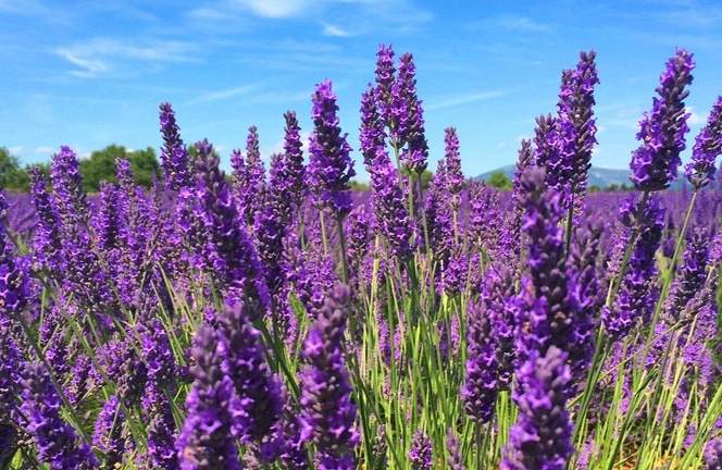 艾維儂薰衣草種植