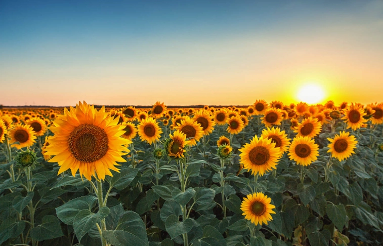 向日葵种子多久发芽？