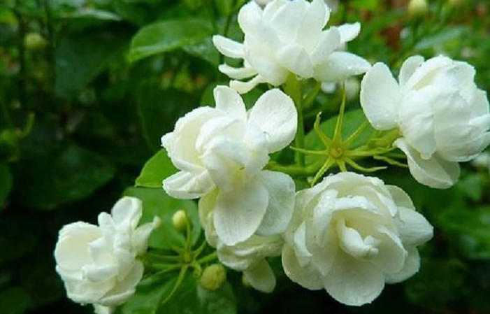 茉莉為什麼不開花？