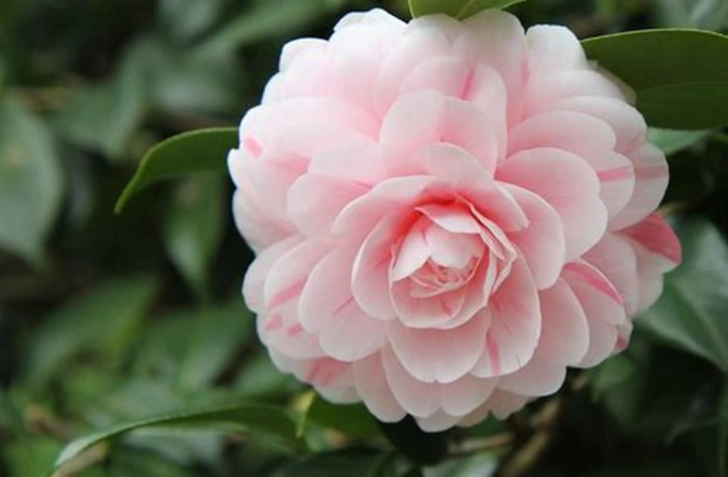 山茶花種子怎麼種