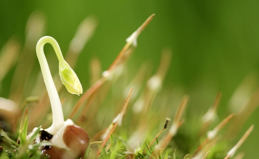種子發芽後死掉