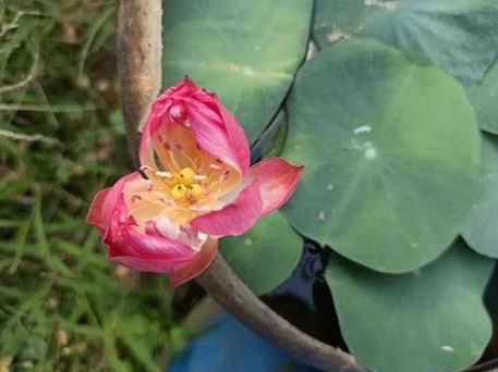 碗蓮一定要有土嗎