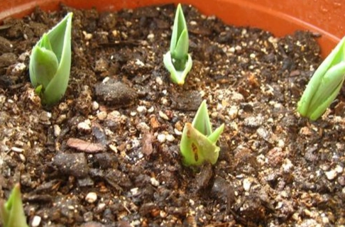 鬱金香種子發芽