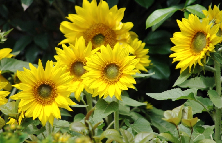 向日葵的繁殖方法是什么？