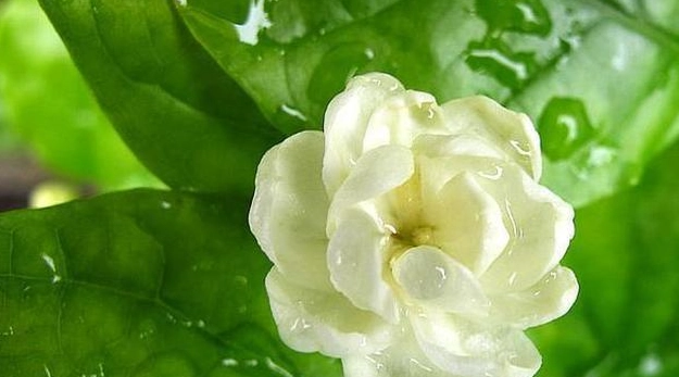 茉莉花可以種在室內嗎