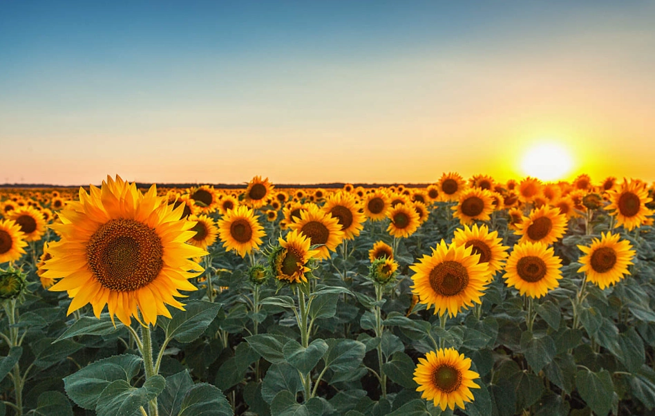 向日葵種植間距