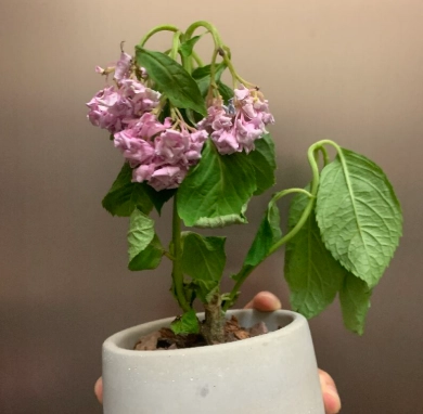 繡球花垂頭喪氣