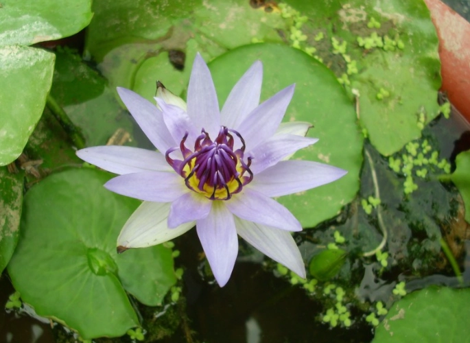 水蓮會開花嗎？