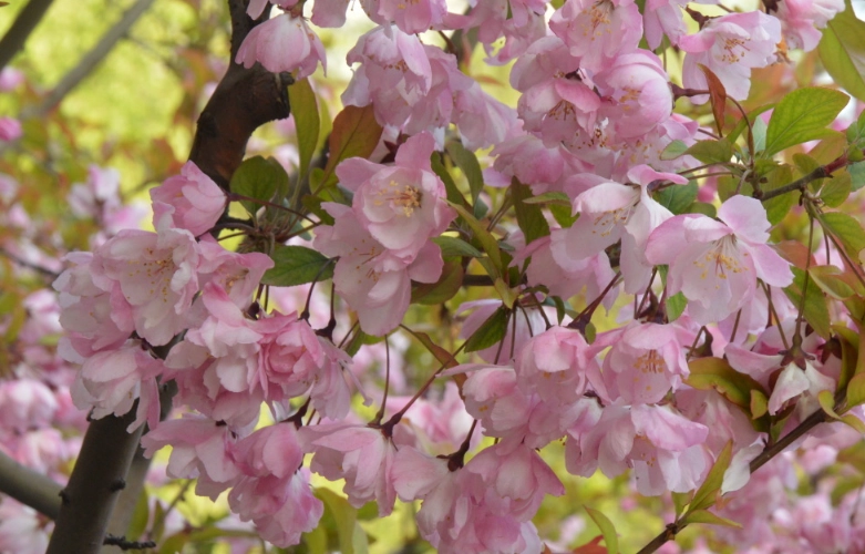 如何讓櫻花開花