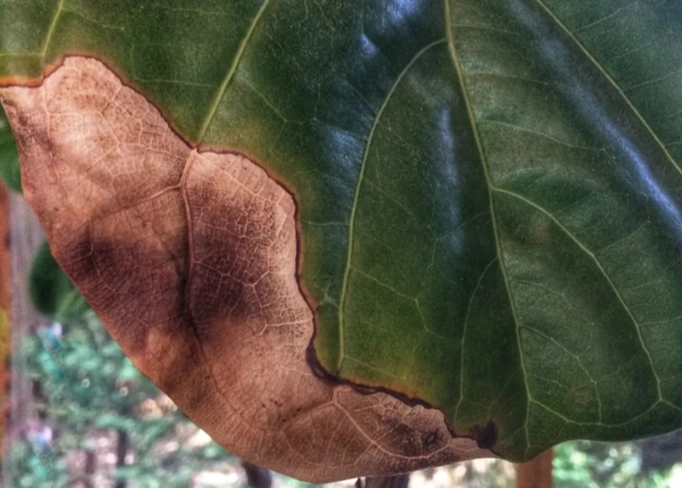 琴葉榕葉子變黑