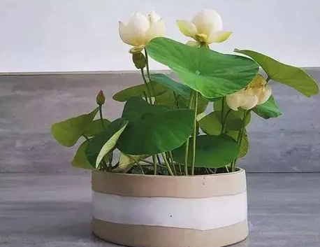 水培碗蓮怎麼種？