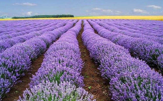 頭狀薰衣草種植