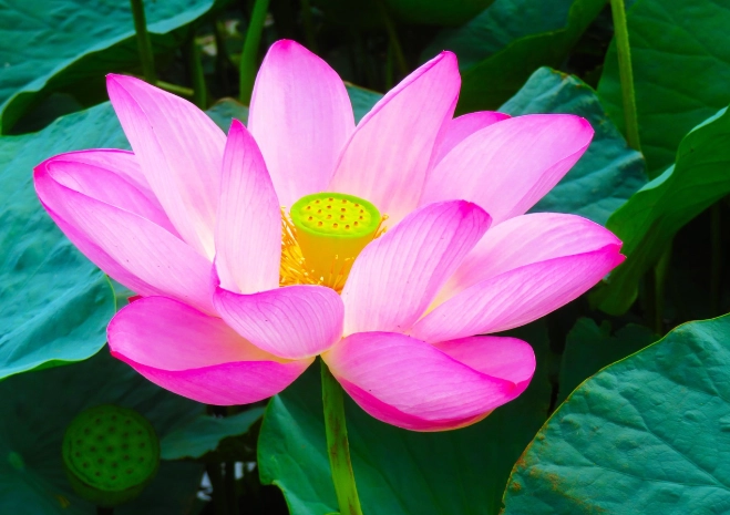 荷花種子怎麼種